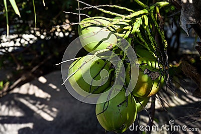 Coconuts growing in a palm tree in Vietnam Stock Photo