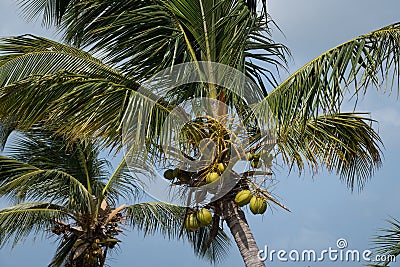 Coconuts on the island of St Martin, Dutch Caribbean Stock Photo