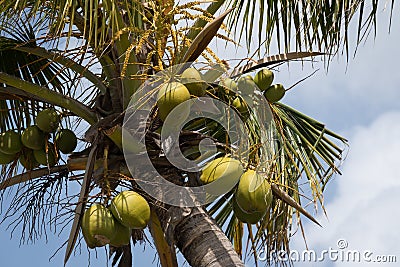 Coconuts on the island of St Martin, Dutch Caribbean Stock Photo