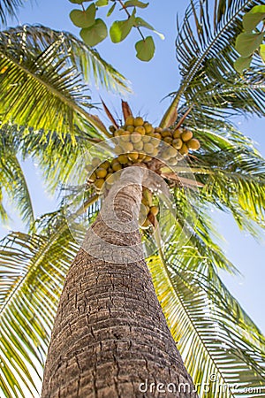 Coconuts nest Stock Photo