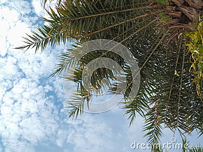 Coconuts palm tree blue sky background Stock Photo