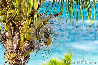 Coconuts on a palm tree in front of the aqua blue Caribbean sea Stock Photo