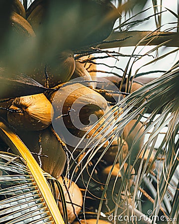 Coconuts in palm tree after rain Stock Photo