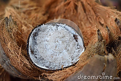 Coconuts sale in market thailand Stock Photo