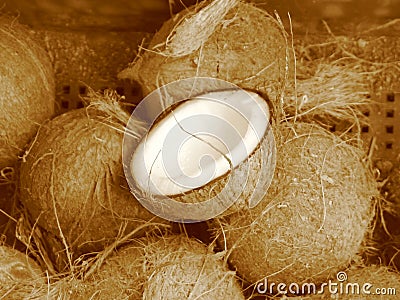 Coconuts (sepia) Stock Photo