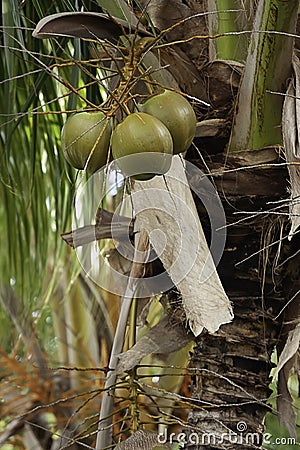 Green Coconuts growing on a palm tree Stock Photo