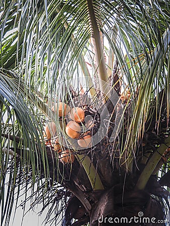 Coconuts tree at Ometepe Island. Stock Photo