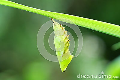 Cocoon Stock Photo