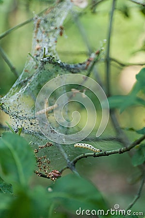 Cocoon and colony destructive caterpillar on tree branch Stock Photo