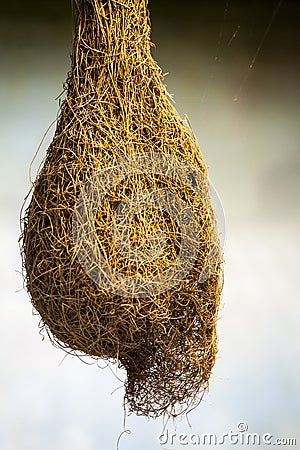 Cocoon giant insect Stock Photo