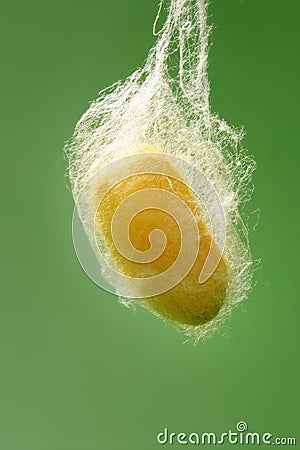 Cocoon of silkworm hanging on silk worm net Stock Photo