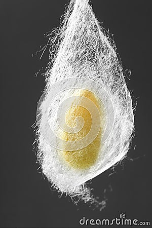 Cocoon of silkworm hanging on silk worm net Stock Photo