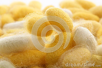 Cocoon silkworm many silk worm yellow Stock Photo