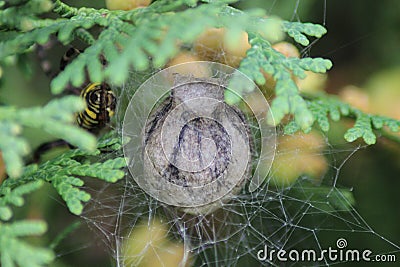 The cocoon of the spider Argiope bruennichi in the webs. Stock Photo