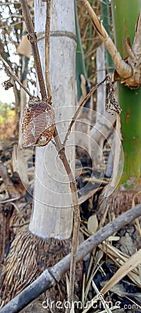 the cocoon that is on the twig near the bamboo tree will soon switch to the perfect metamorphosis stage Stock Photo