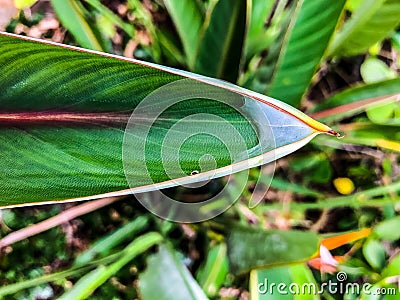 cocoon web on tropical leaf Stock Photo