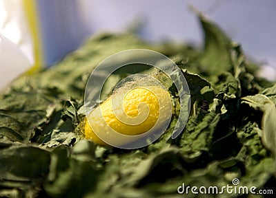 Cocoon in yellow color Stock Photo