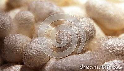 Cocoons of Mulberry silkworms Bombyx mori Stock Photo