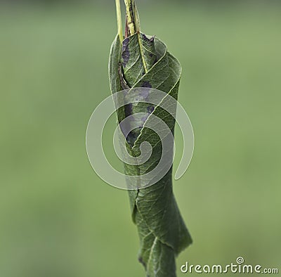 Cocoons pest pear weevils. Stock Photo