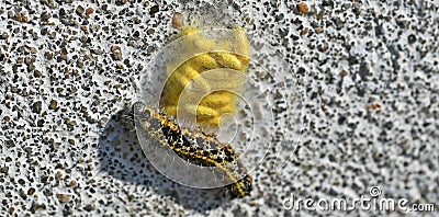 Cocoons of a wasp with a parasitized and paralyzed caterpillar Stock Photo