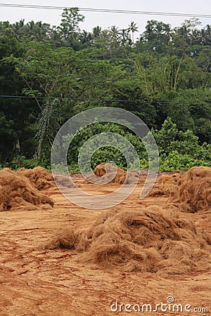 cocopeat industry from coconut Stock Photo