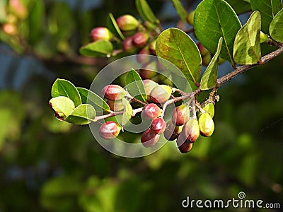 Cocoplum (Chrysobalanus icaco) Stock Photo