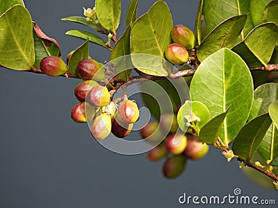 Cocoplum (Chrysobalanus icaco) Stock Photo