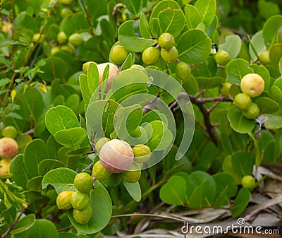 Cocoplum shrubs in Florida Stock Photo