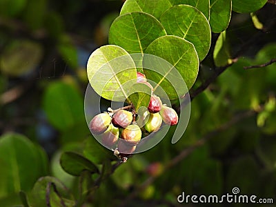 Cocoplum (Chrysobalanus icaco) Stock Photo