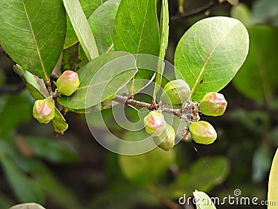 Cocoplum (Chrysobalanus icaco) Stock Photo