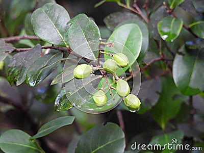 Cocoplum (Chrysobalanus icaco) Stock Photo