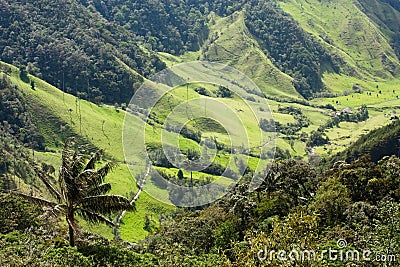Cocora Valley, Natural Park of Colombia Stock Photo