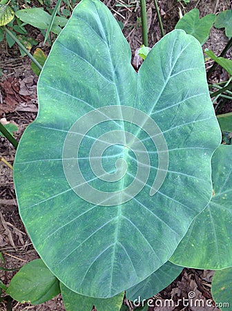 Cocoyam leaf Stock Photo