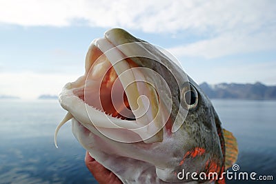 Cod fish Stock Photo