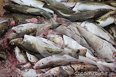 Cod Fish Stock Photo