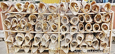 Cod Stockfish, Sakrisoy Island, Lofoten Archipelago, Norland County, Norway Stock Photo