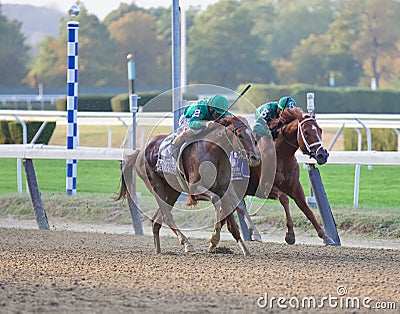 Code of Honor and Vino Rosso in the Gold Cup Editorial Stock Photo