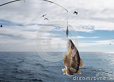 Codfish Stock Photo