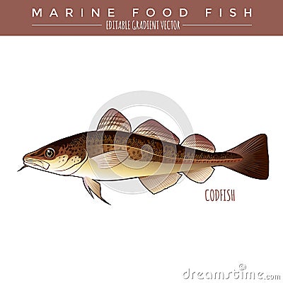 Codfish. Marine Food Fish Vector Illustration