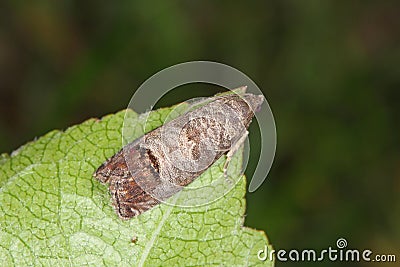 The codling moth Cydia pomonella is a member of the Lepidopteran family Tortricidae. It is major pests to agricultural crops Stock Photo