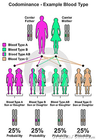 Codominance Example Blood Type Vector Illustration