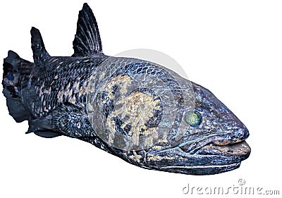 Coelacanth fish Stock Photo