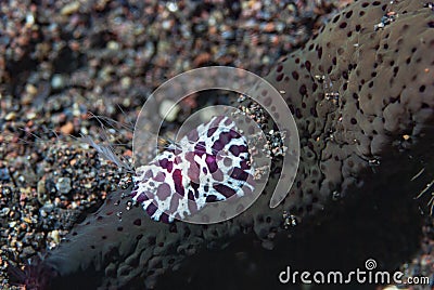 Benthic ctenophore Coeloplana astericola Stock Photo