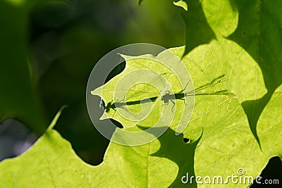 Shadow of two Coenagrions mating on a sycamore leaf Stock Photo