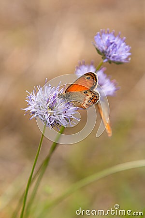 Coenonympha corinna elbana butterfly seen on sheep`s-bit blossom at butterfly sanctuary trail santuario delle farfalle, Elba Stock Photo