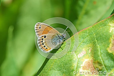 Coenonympha leander , Russian heath butterfly Stock Photo