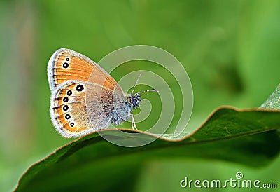 Coenonympha leander , Russian heath butterfly Stock Photo