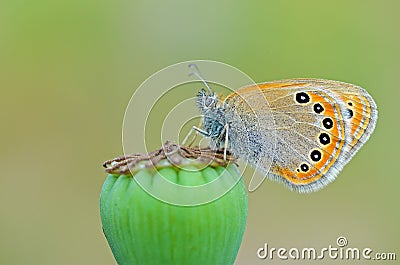 Coenonympha leander , Russian heath butterfly on poppy capsule Stock Photo