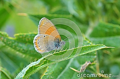 Coenonympha leander , Russian heath butterfly Stock Photo