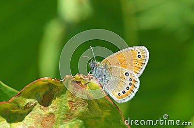 Coenonympha leander , Russian heath butterfly Stock Photo